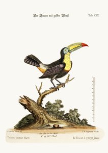 The Yellow-breasted Toucan, 1749-73